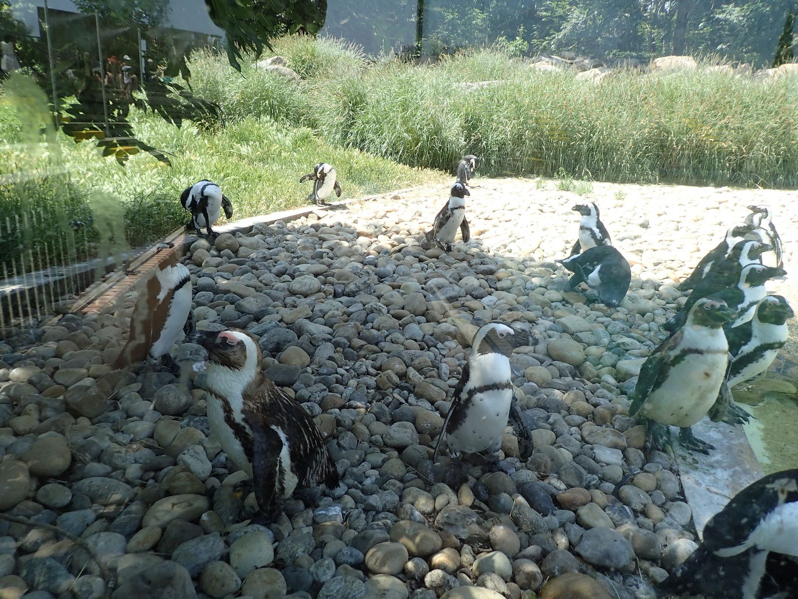Safari de Peaugre 2/2