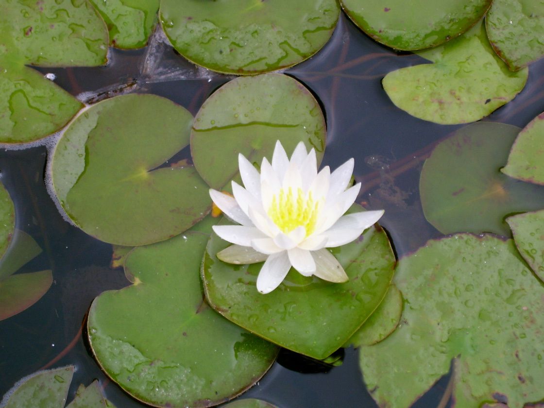 Nénuphar (Photo Ressource du Congo)