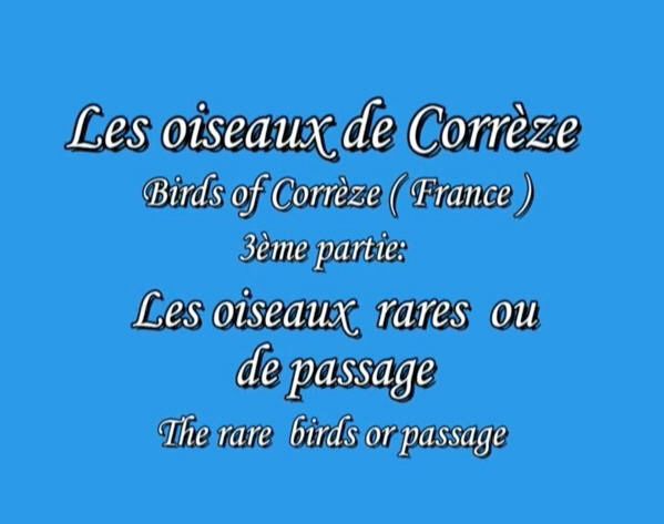 Les oiseaux de Corrèze #3