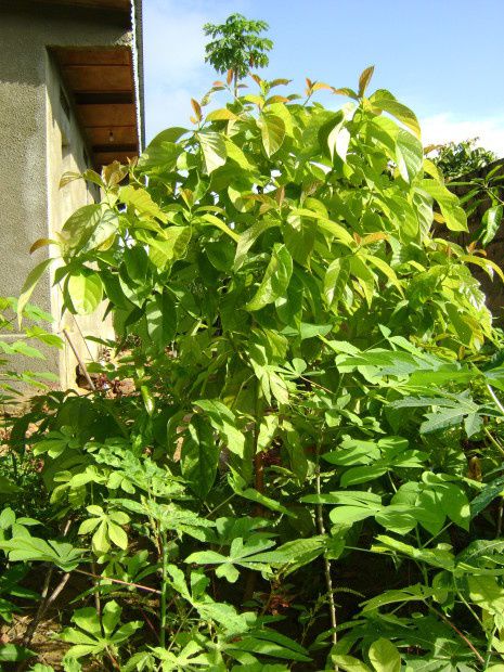 Avocatier & avocats d'une commune Kinoise #2/3