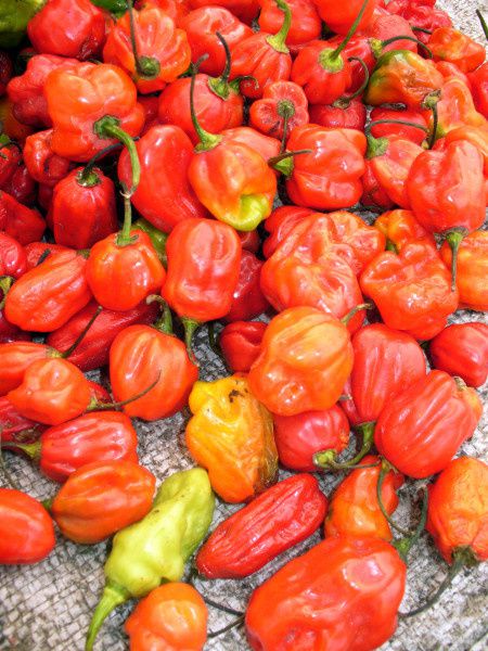 Piments rouges (Marché Central de Kinshasa). Photo Ressources du Congo