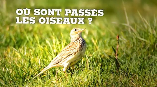 France : Où sont passés nos oiseaux ?