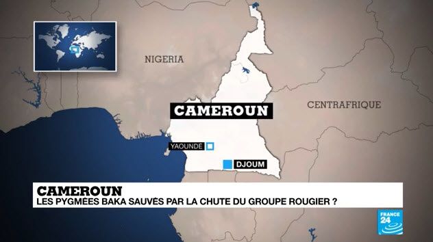 Cameroun : la chute du groupe Rougier, une bonne nouvelle pour les pygmées Baka ?