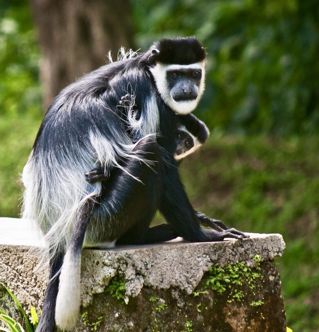 Colobus angolensis