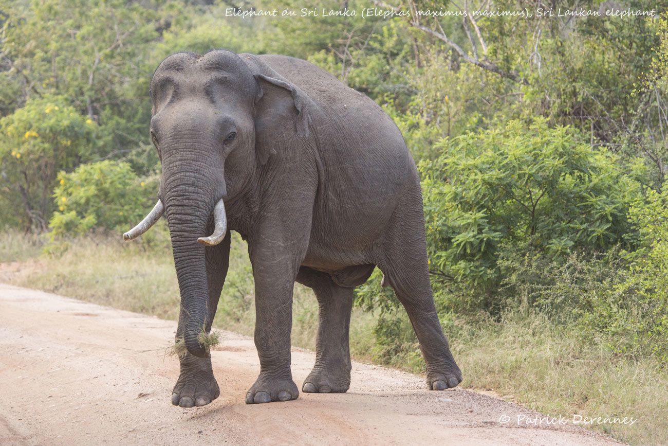 Sri Lanka - Éléphant (mâle)