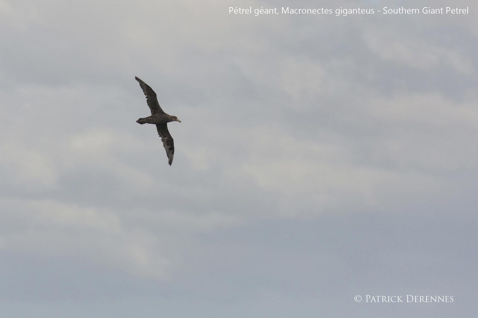 Canal de Magellan - 5