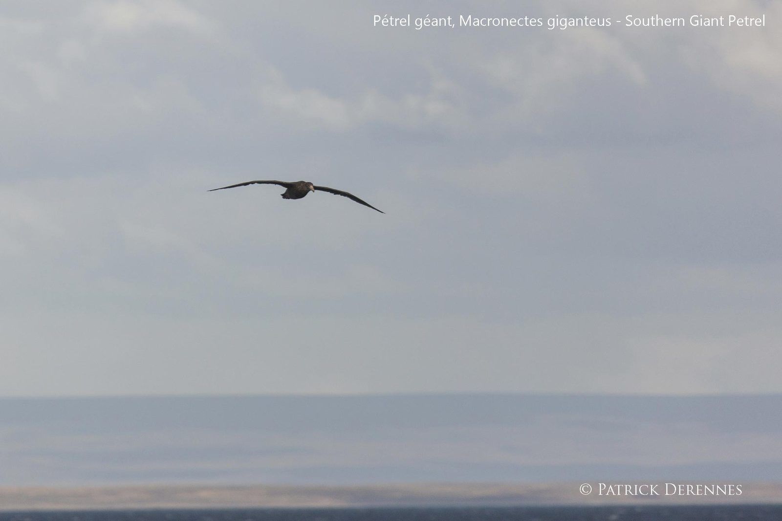 Canal de Magellan - 5