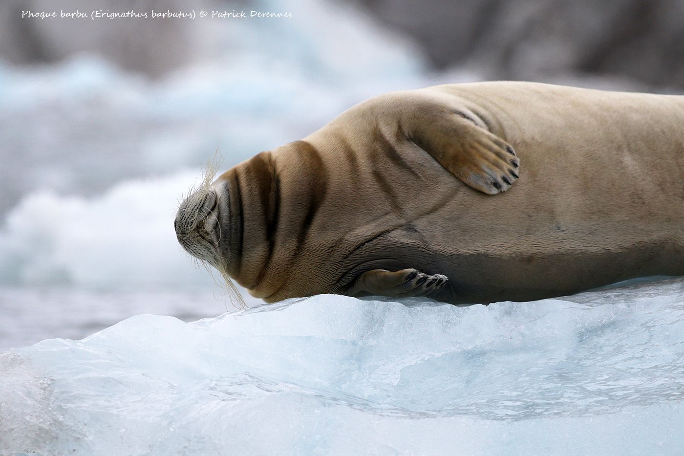 Spitzberg - Phoque barbu, fin de série.