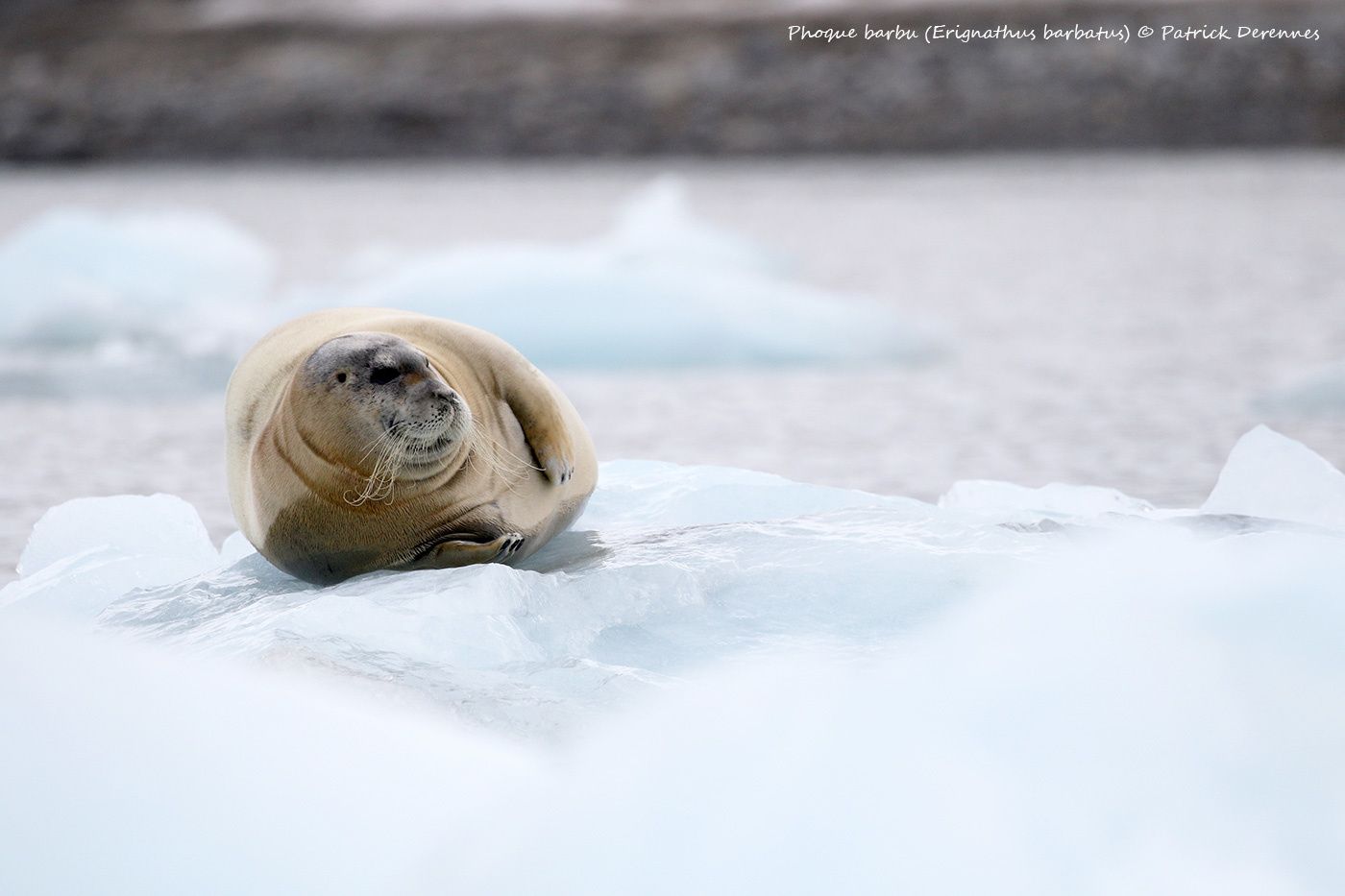 Spitzberg - Phoque barbu, fin de série.