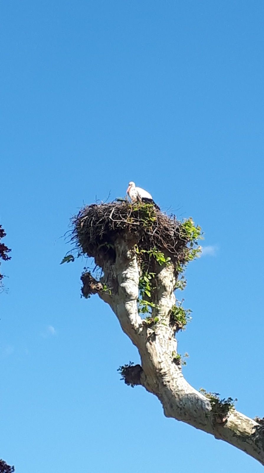 Des nouvelles d'Alsace (2019/1)