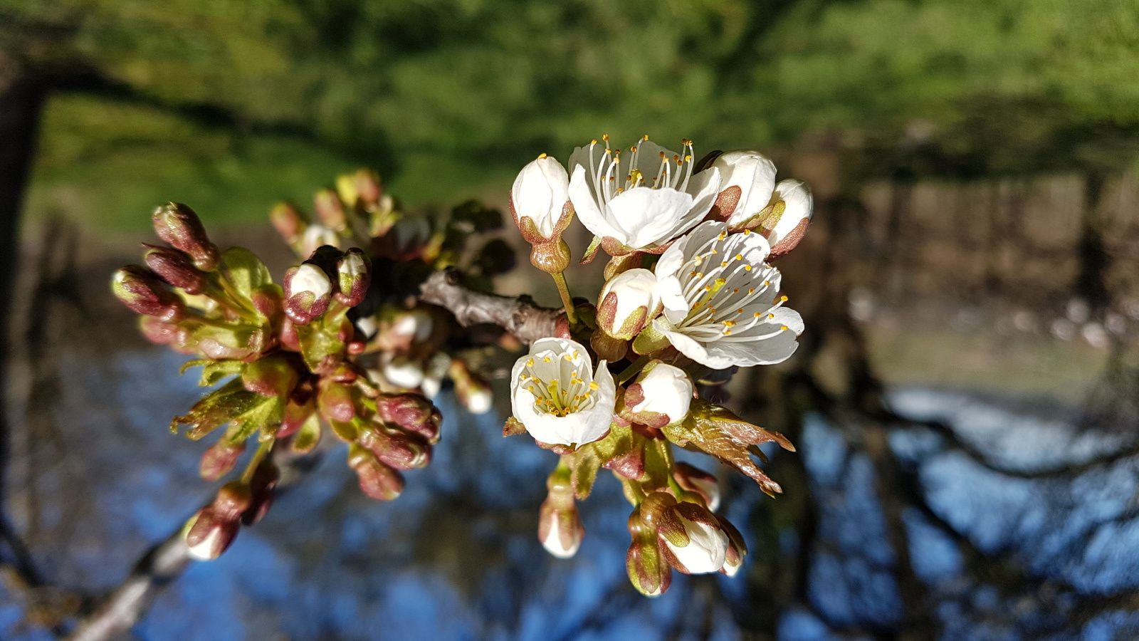 Arbres En Fleurs Imagesetmotsover Blogcom