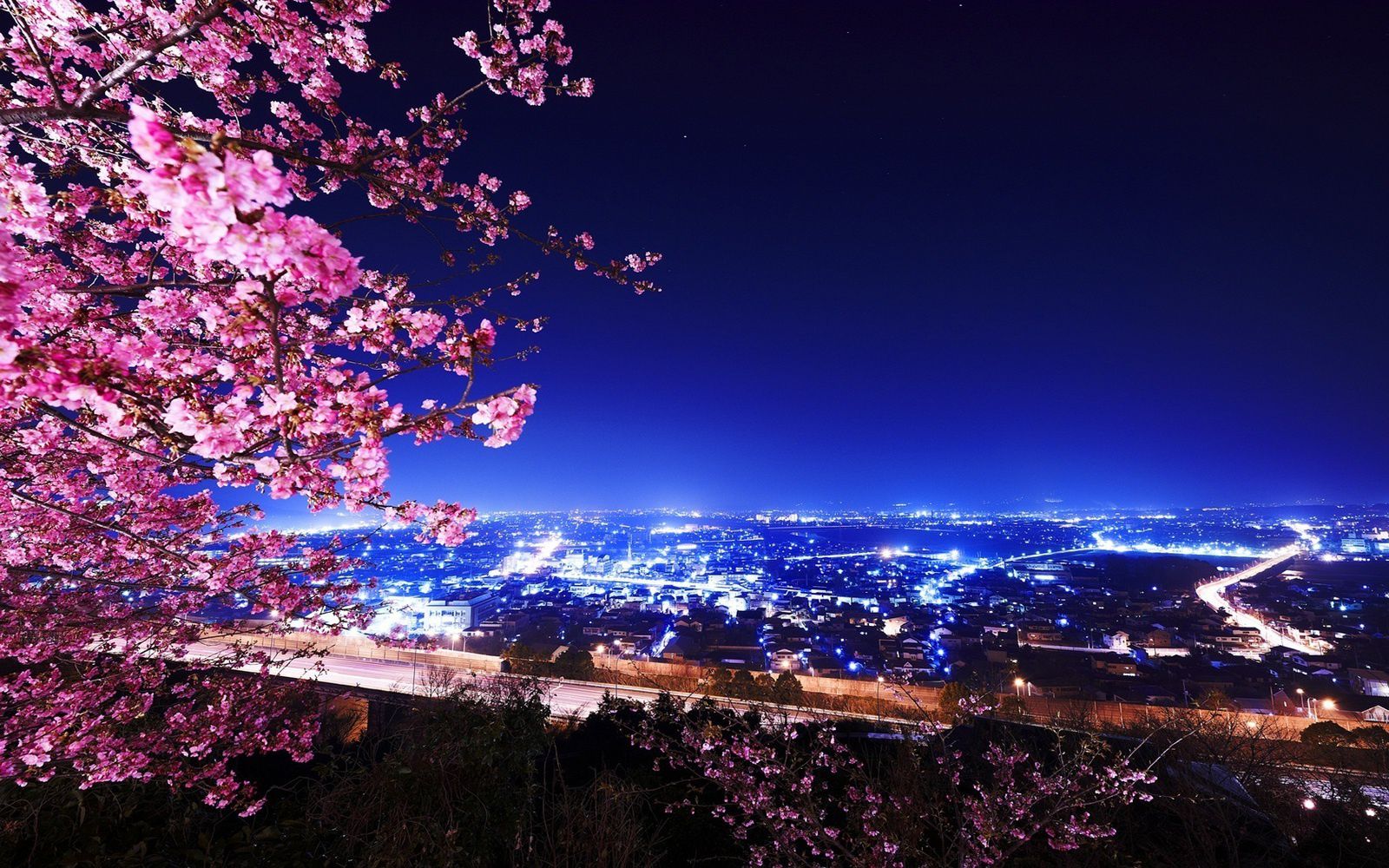 Cerisier du Japon - Ville - Nuit - Wallpaper - Free