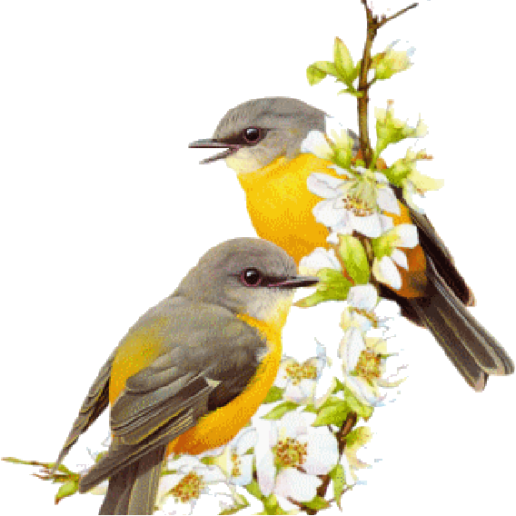 Oiseaux - Branche - Fleurs - Gif animé - Gratuit