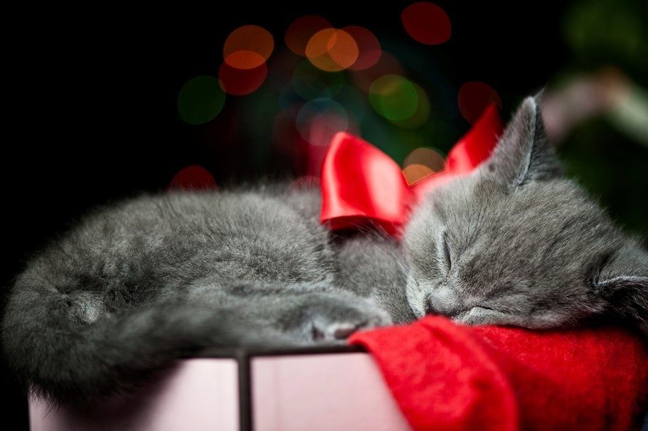 Chaton - Noël 2015 - Wallpaper - Free - Le Monde des Gifs