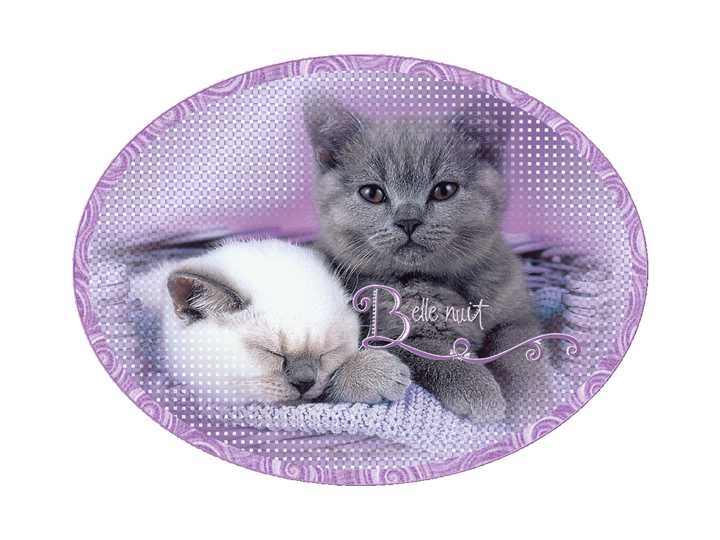 Belle Nuit Chats Gif Scintillant Gratuit Le Blog De Belle Nuit Chats Gif Scintillant Gratuit Le Blog De