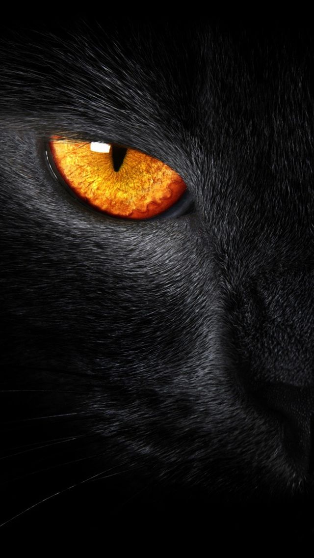 Thomas Griffin - Un chat aux yeux pottés (TERMINE) Ob_71c9c3_black-cat-evil-eye-iphone-5-wallpaper