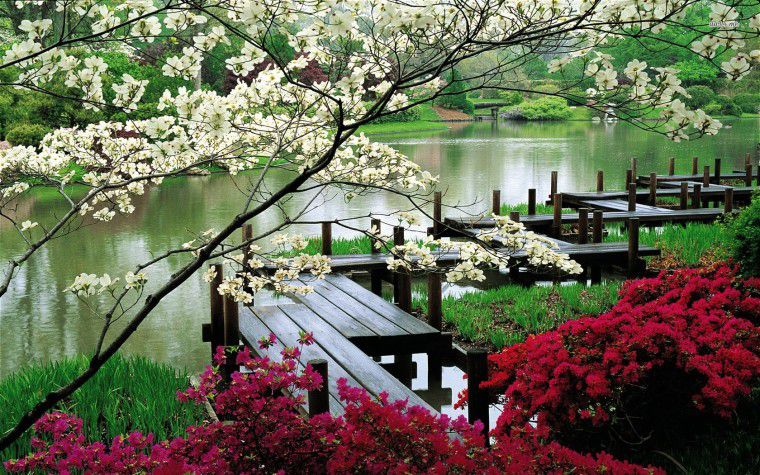 Paysage Nature Jardin Zen Japon Pont Fleurs Cerisier Wallpaper Free Le Monde Des Gifs