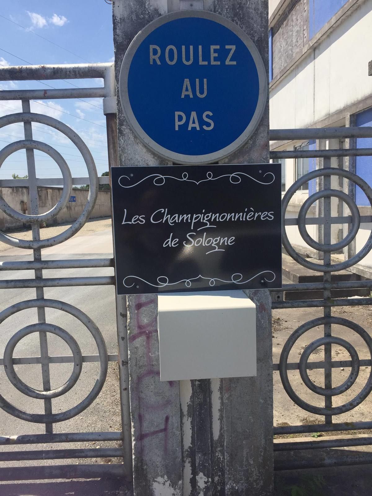 Et voici les pleurottes de Sologne qui poussent à Vierzon !