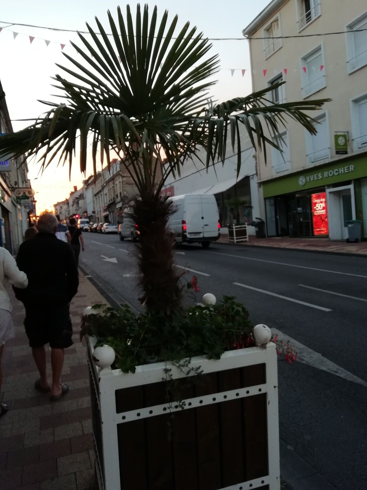 Des palmiers avenue de la République !