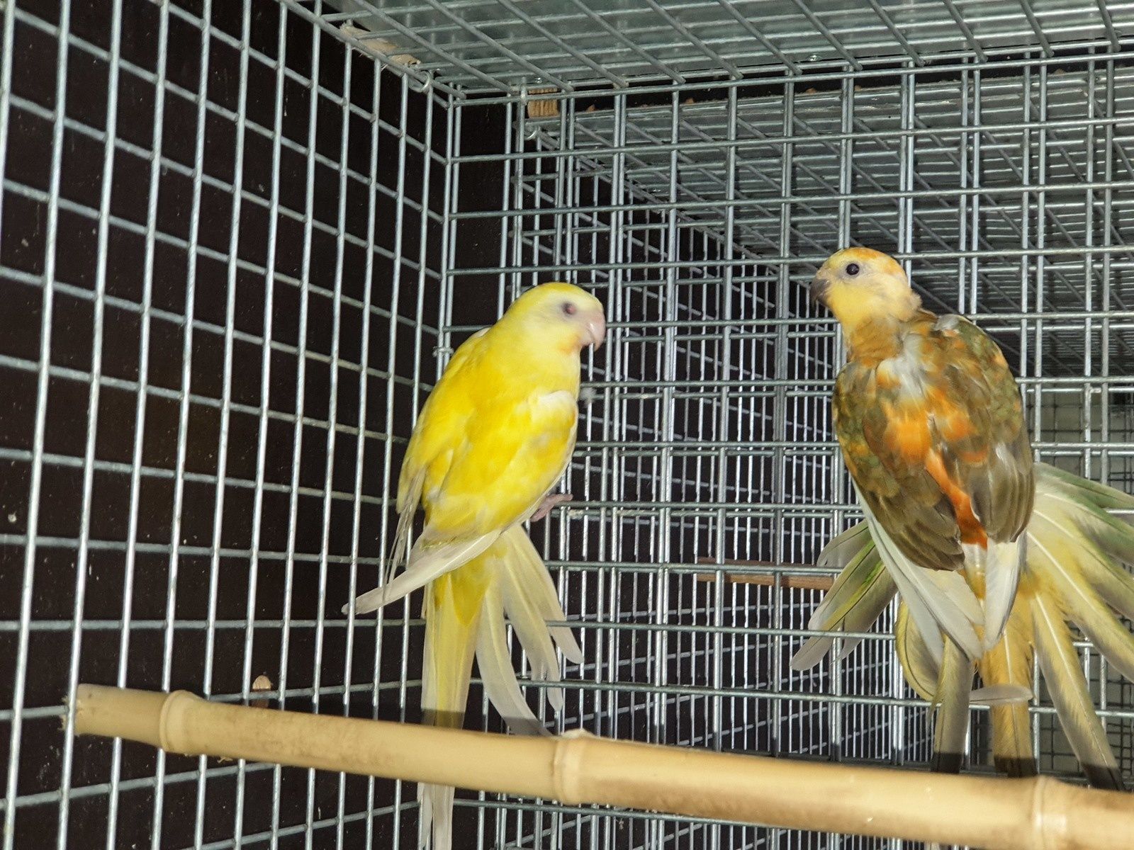 perruche a croupion rouge(psephotus haematonotus)