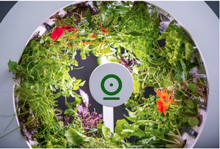 OGarden Smart jardin d'intérieur