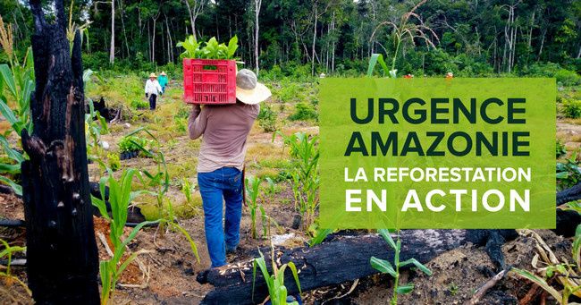 urgence-reforestation-amazonie