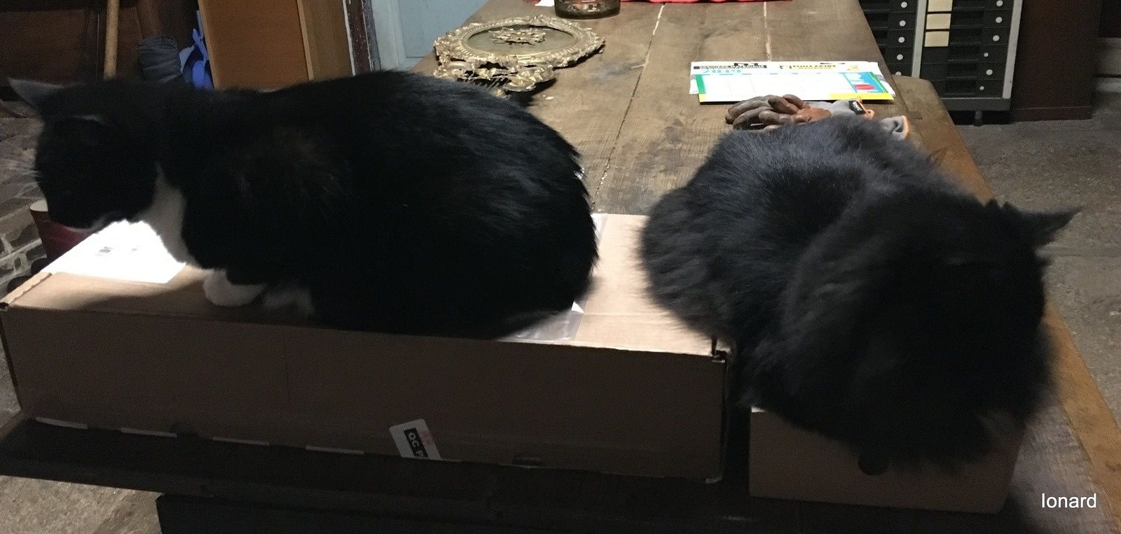 Il Est Difficile D Attraper Un Chat Noir Dans Une Piece Sombre Les Potins De Ionard