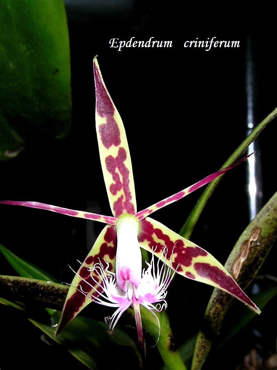 Labelorchidée : Epidendrum criniferum