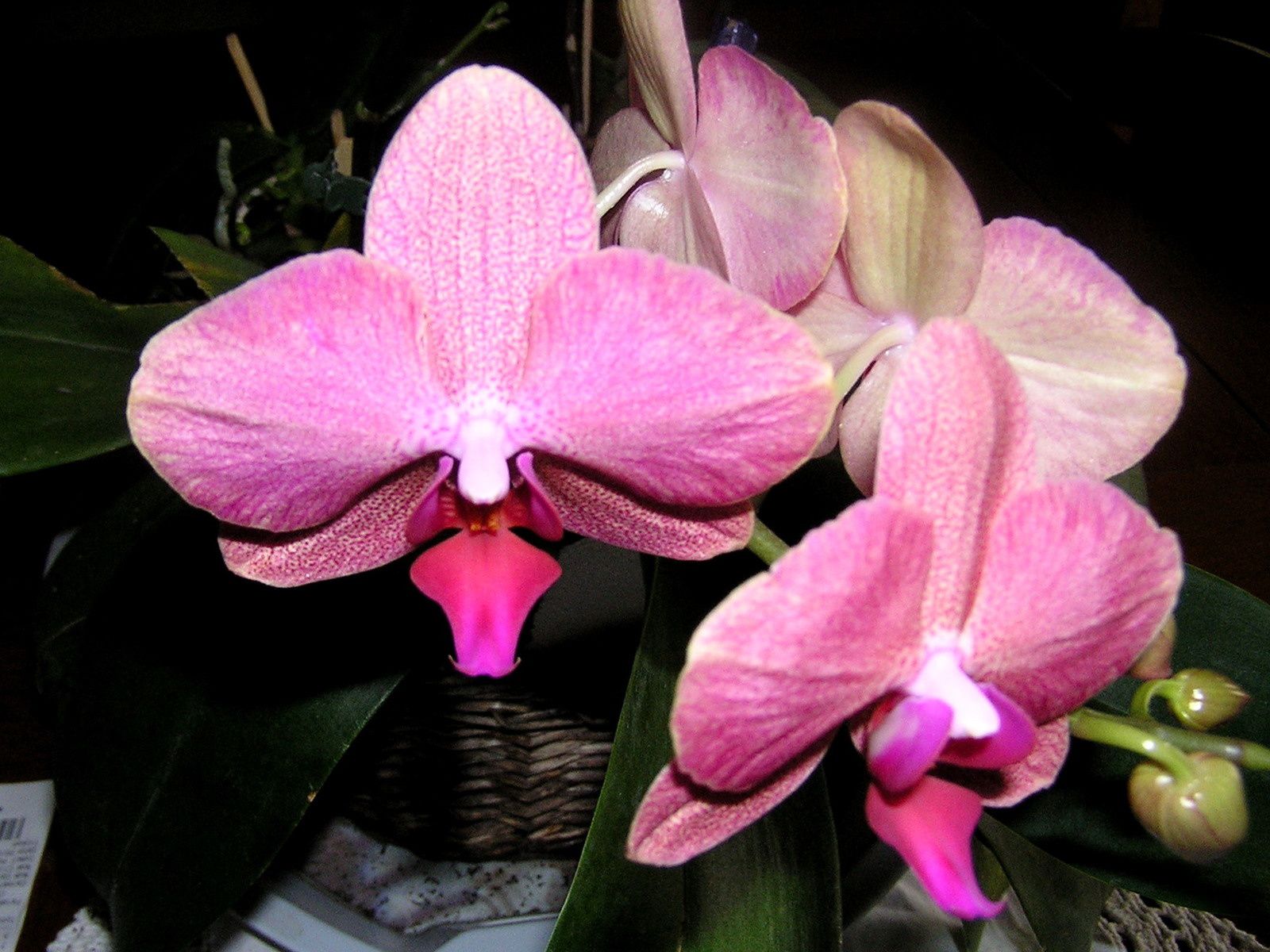 Les exigences des orchidées : fertilisation