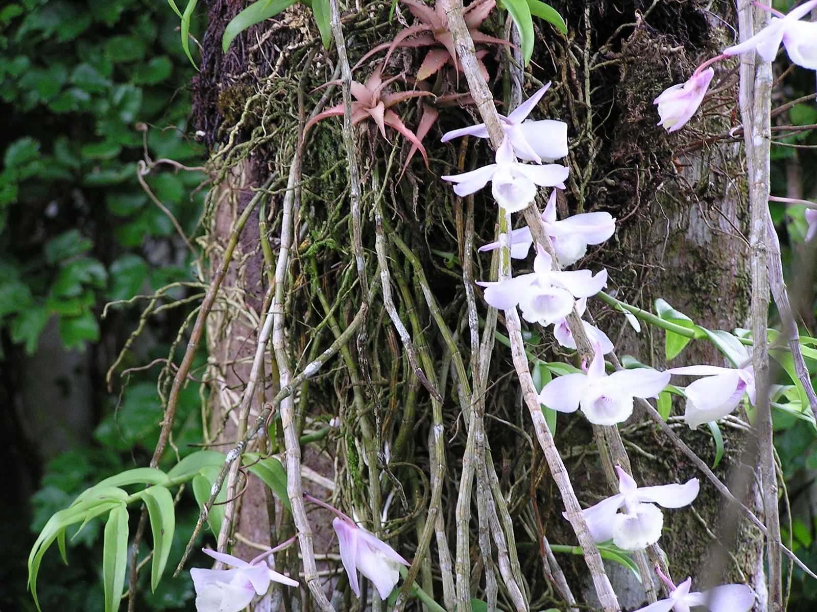 Les exigences des orchidées : le rempotage - Orchidium-Vaunage / Jardin en  Vaunage