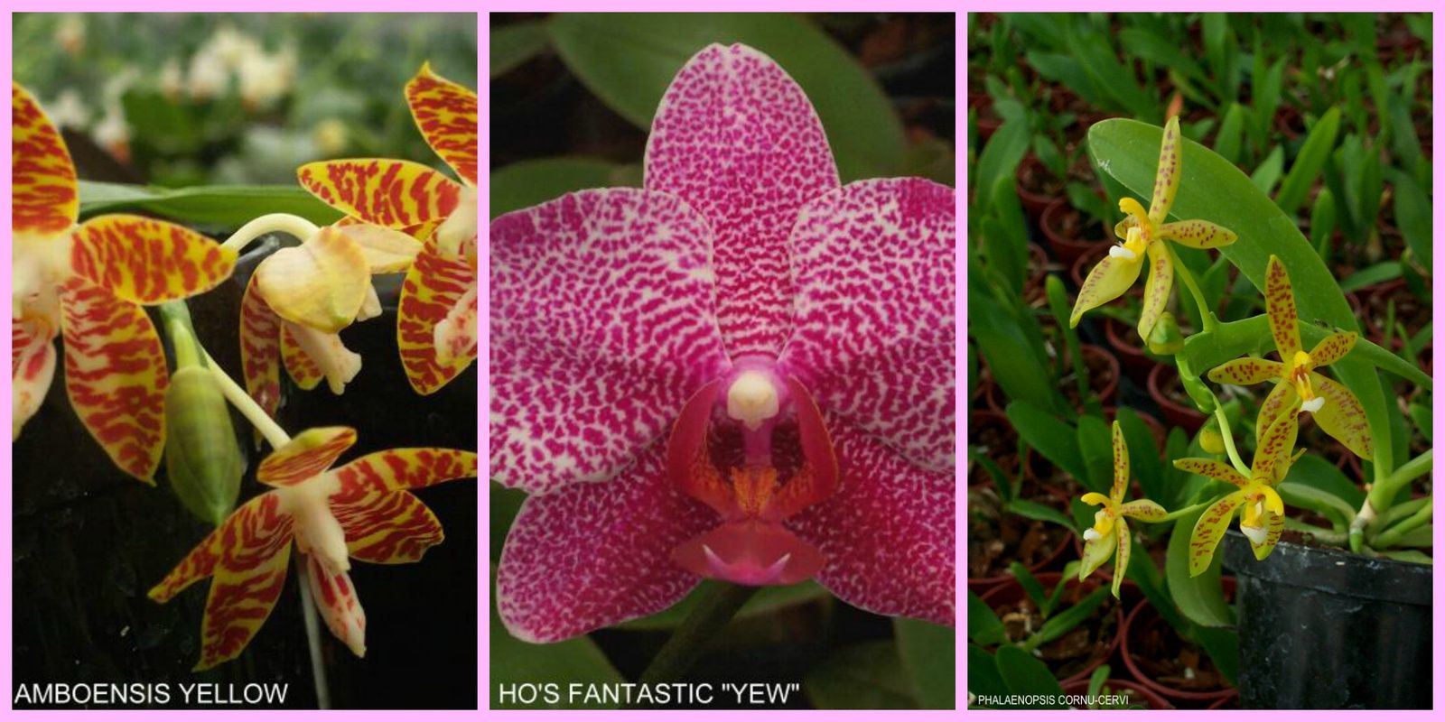 Savoir soigner une orchidée: la fertilisation