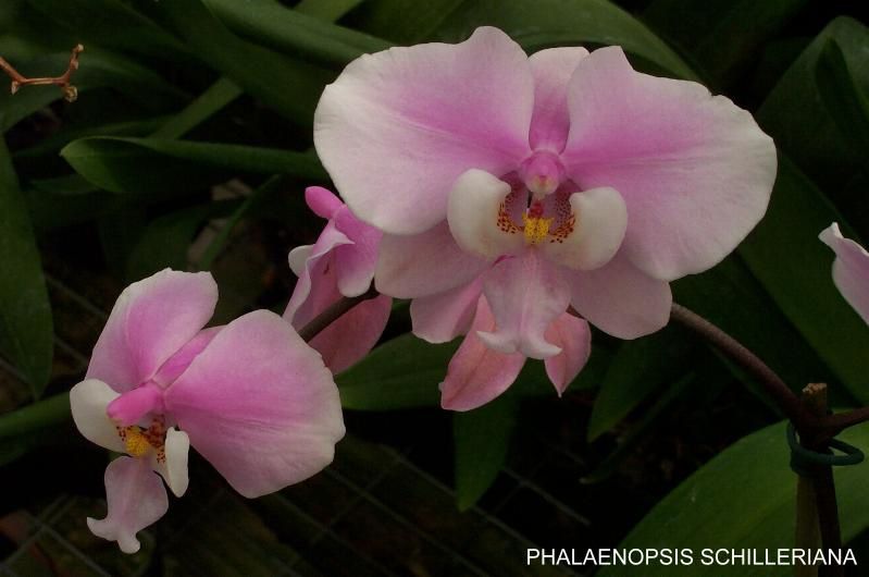 Les orchidées de culture facile , parfumées - Orchidium-Vaunage / Jardin en  Vaunage