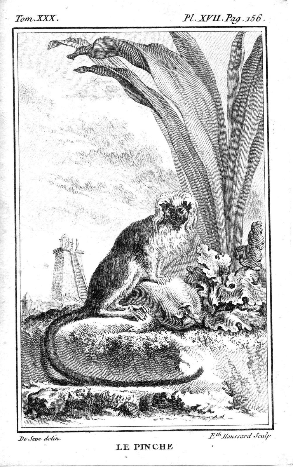 Nos cousins les singes. Gravures tirées d'une édition du XVIII° siècle des oeuvres de Buffon.