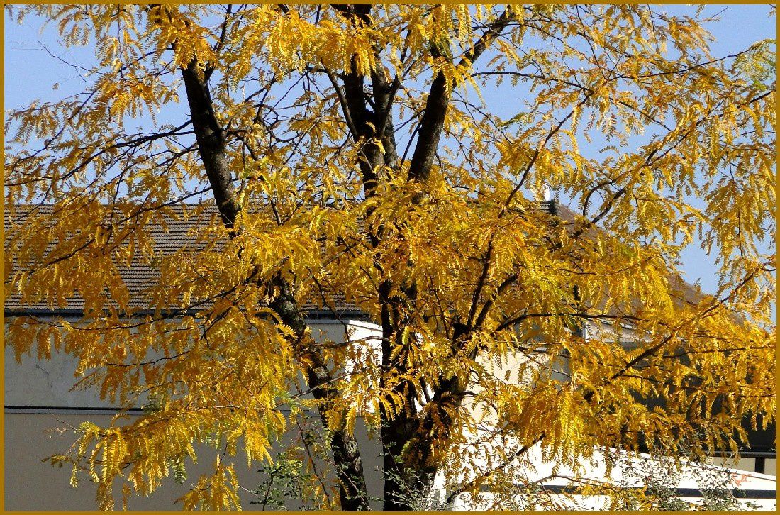 Encore de belles couleurs d'automne en Haute-Saône...