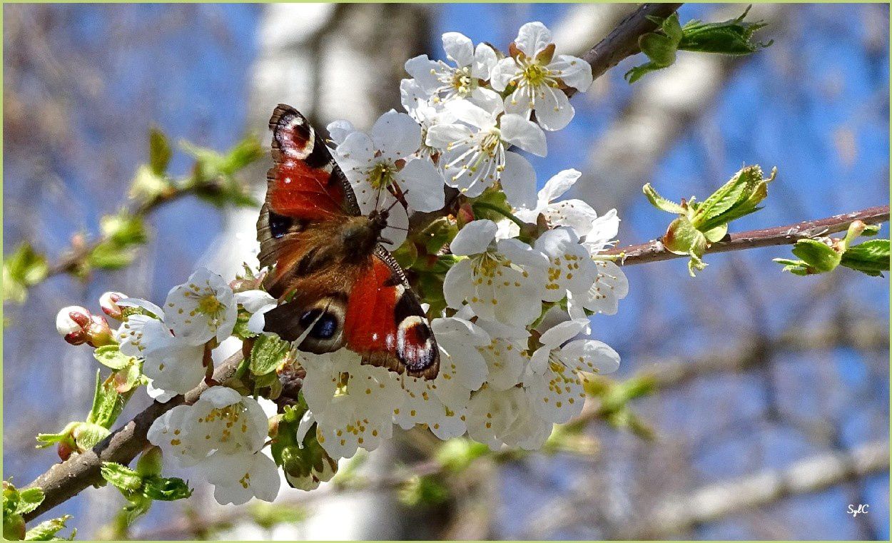 Un joli papillon dans un arbre fleuri...