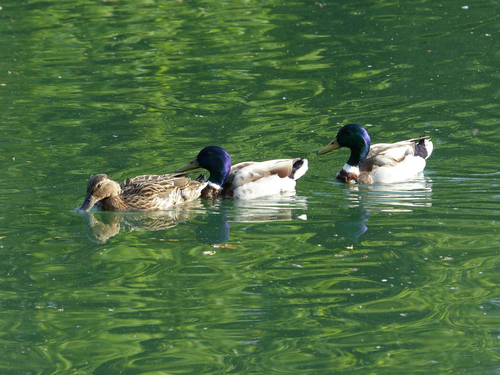  à bord d'eau...