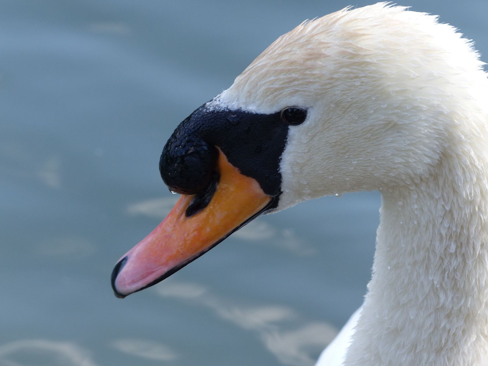  à bord d'eau...