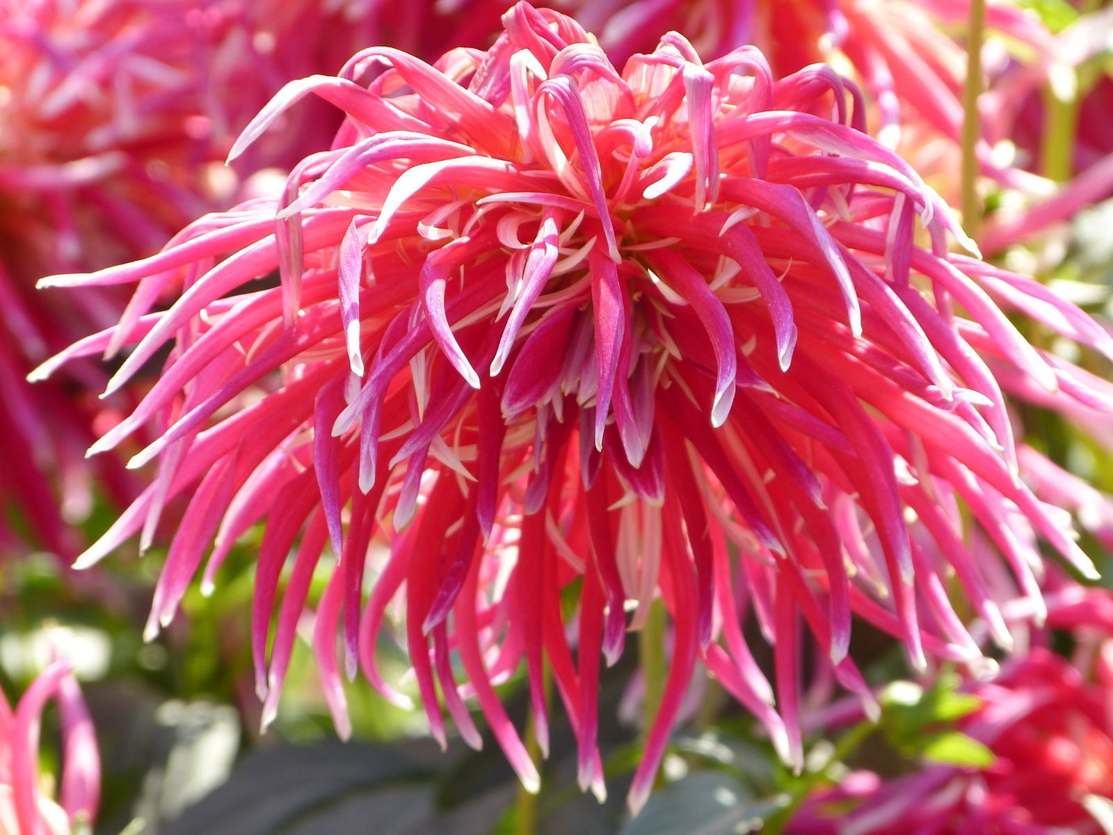 c'est en ce moment même au Jardin des Plantes à PARIS et c'est gratuit....