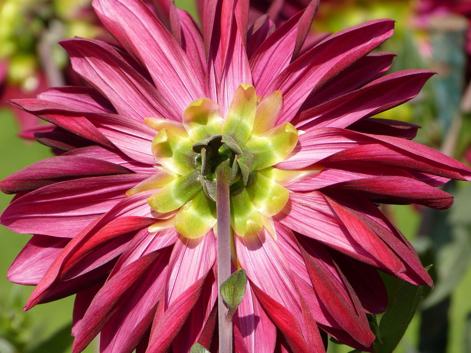 c'est en ce moment même au Jardin des Plantes à PARIS et c'est gratuit....