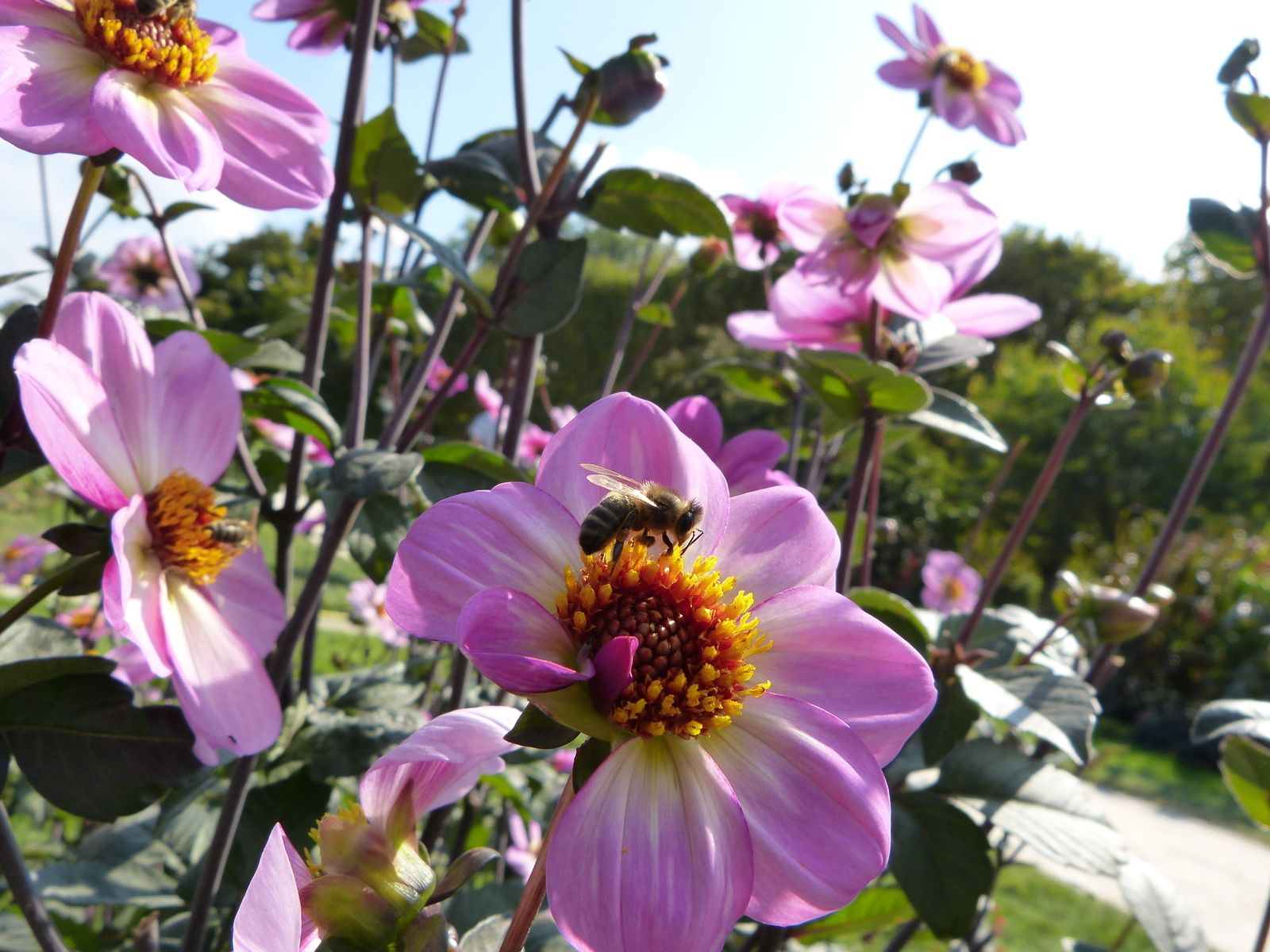 c'est en ce moment même au Jardin des Plantes à PARIS et c'est gratuit....