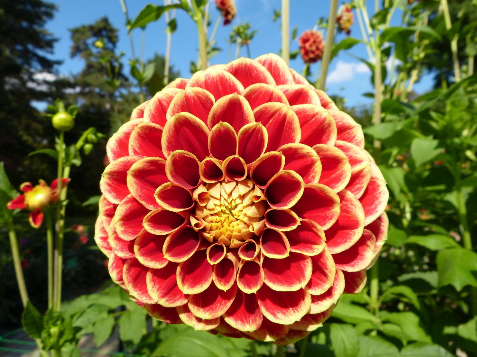 Doux Délire De Délicieux Dahlias du Parc Floral....en ce moment et c'est aussi gratuit !