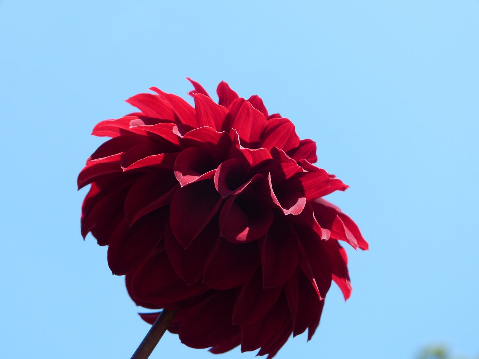 Doux Délire De Délicieux Dahlias du Parc Floral....en ce moment et c'est aussi gratuit !