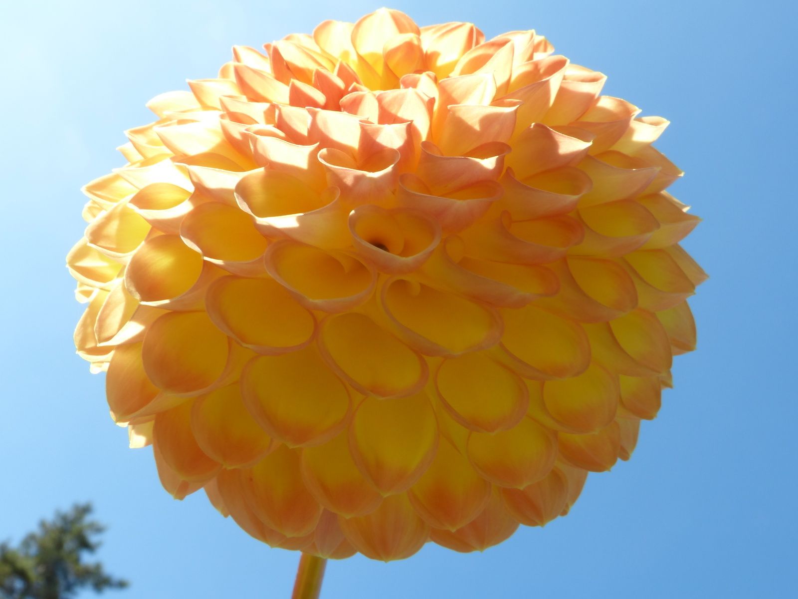 Doux Délire De Délicieux Dahlias du Parc Floral....en ce moment et c'est aussi gratuit !