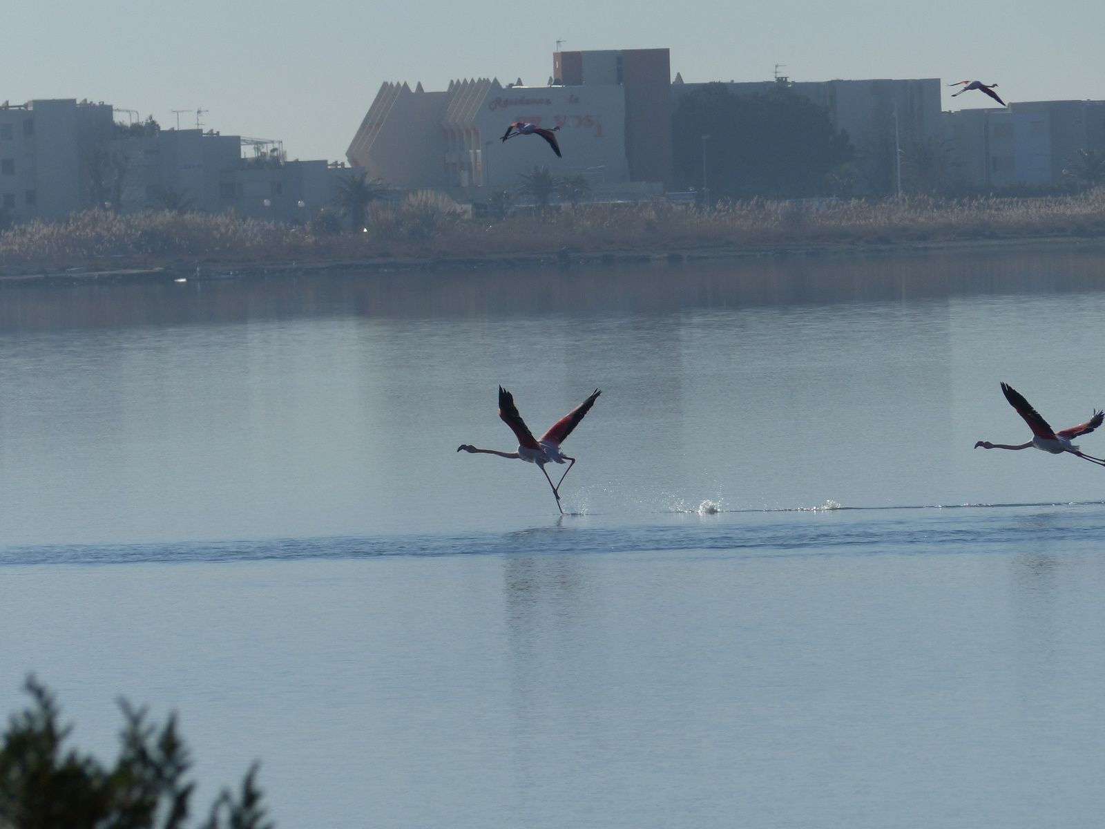 Merci à Nina pour son amitié, ses ballades dans AGDE et les environs et ses quelques photos jointes aux miennes....