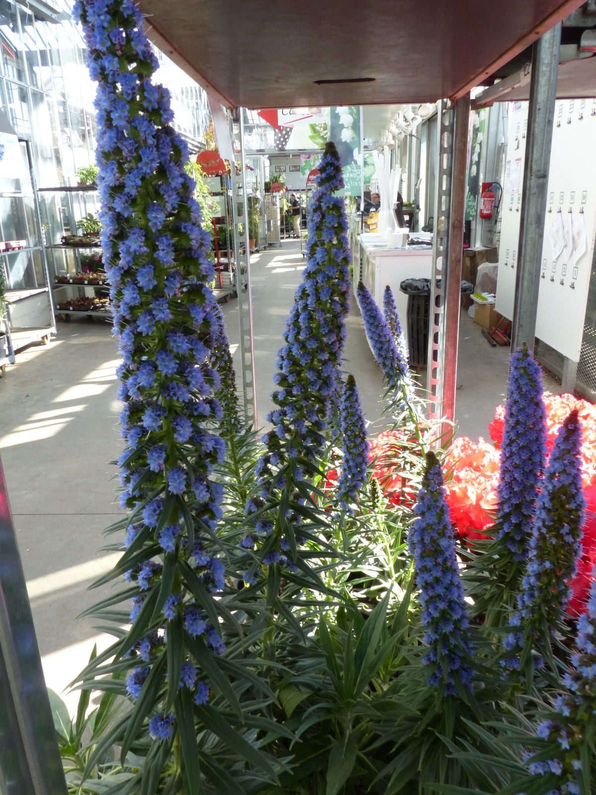 Merci à Alain Kritchmar de m'avoir emmené rue des jardiniers à Rungis, paradis des couleurs, des senteurs, des parfums inextricables....pures instants de bonheur!