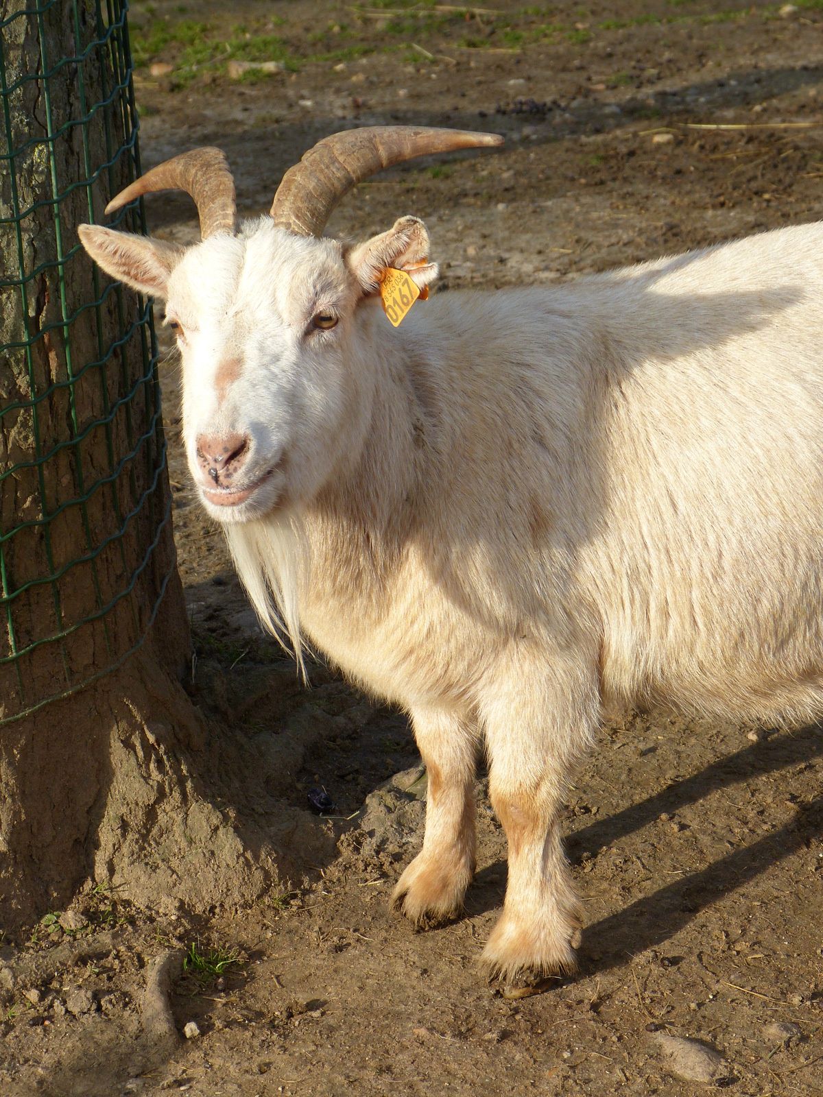ne serait que pure coïncidence ?  Merci à tous les acteurs du salon de l'agriculture, Cerise en premier, et les amis du jardin d'acclimatation à Paris.....droit à la photo respecté , encore une fois !