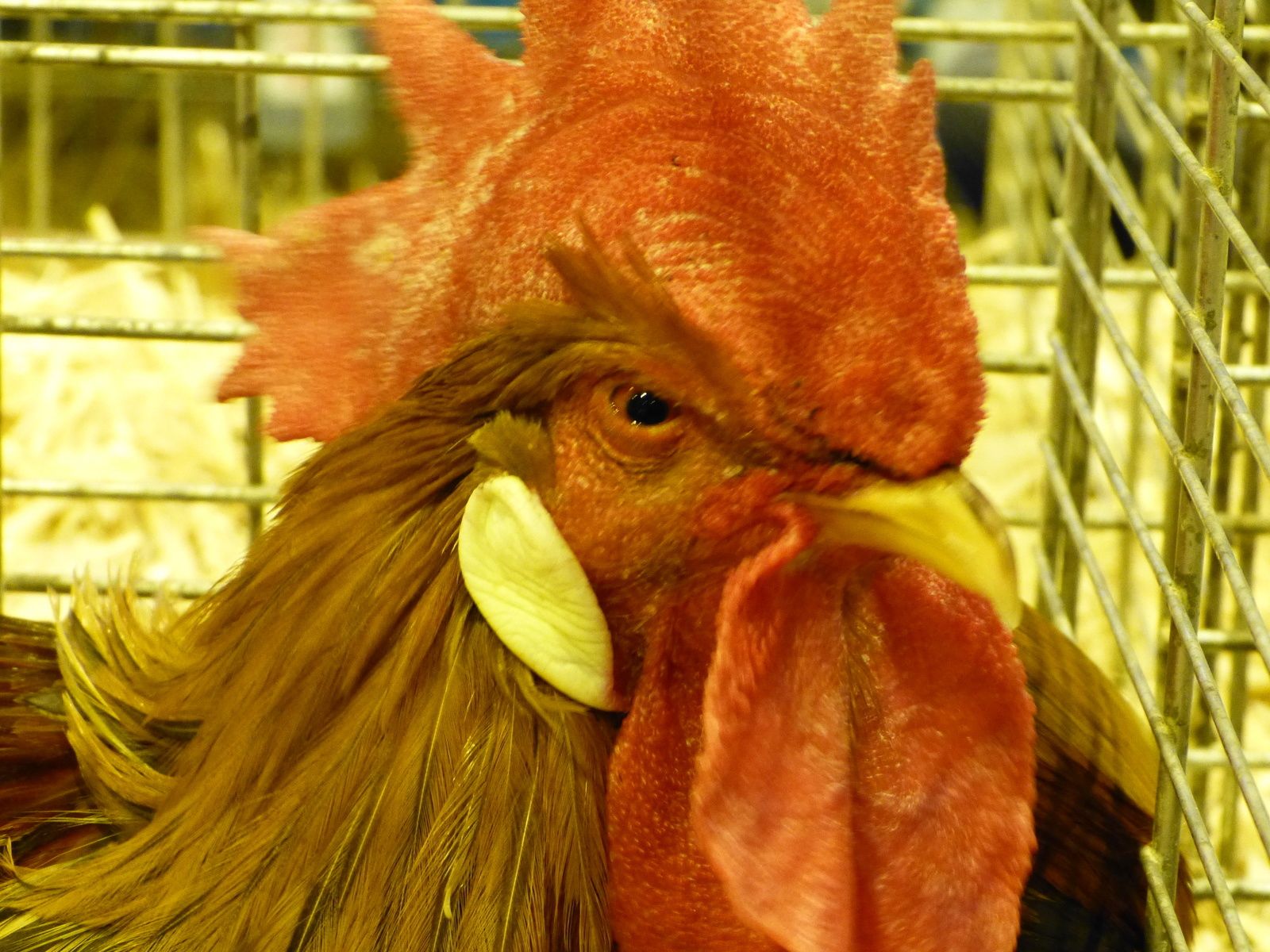 ne serait que pure coïncidence ?  Merci à tous les acteurs du salon de l'agriculture, Cerise en premier, et les amis du jardin d'acclimatation à Paris.....droit à la photo respecté , encore une fois !