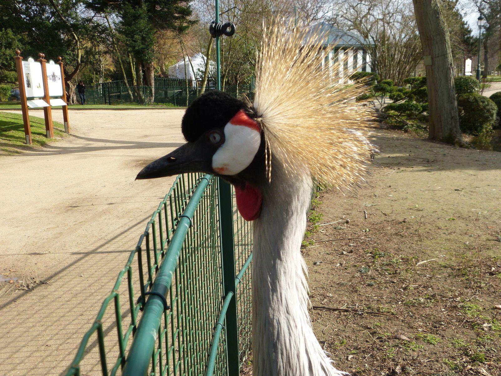 ne serait que pure coïncidence ?  Merci à tous les acteurs du salon de l'agriculture, Cerise en premier, et les amis du jardin d'acclimatation à Paris.....droit à la photo respecté , encore une fois !