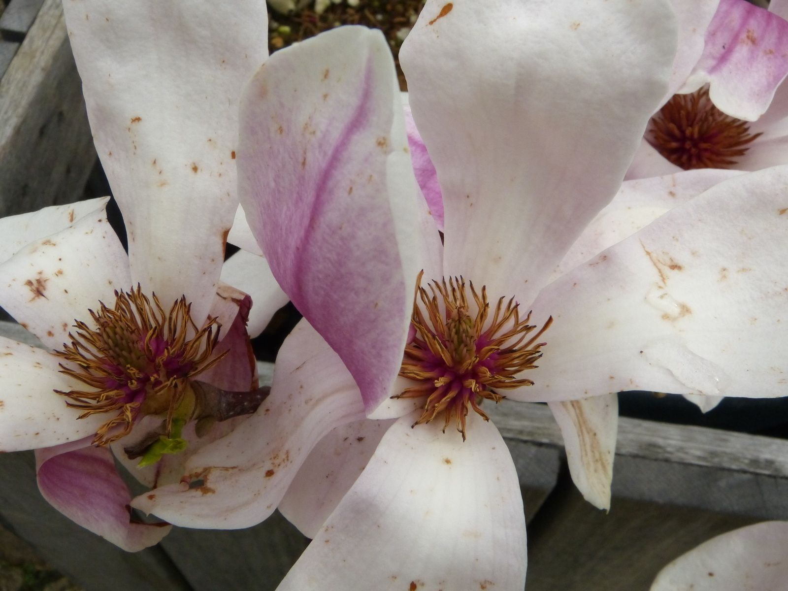 fleurs ou Farrenq /Jardinerie /Place Adamville/ 94100 St Maur des fossés.