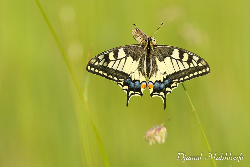 Machaon (Photo du site foret-fontainebleau.com) - Papillon porte-queue